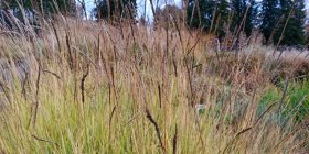 Sesleria autumnalis Sügislubikas